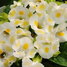  Torenia kauai Lemon drop -торения  (052)